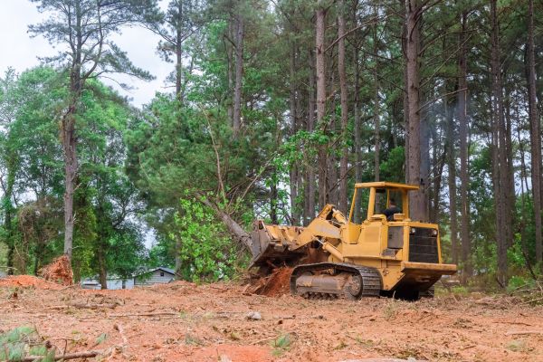 Cost of Forestry Clearing in Saint Johns