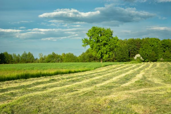 Cost of Vegetation Removal in Saint Johns