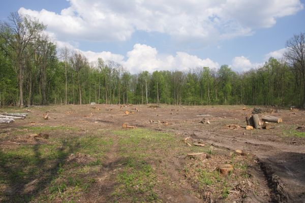 Cost of Pasture Clearing in Saint Johns