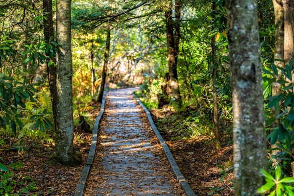 Cost of Trail Clearing in Saint Johns