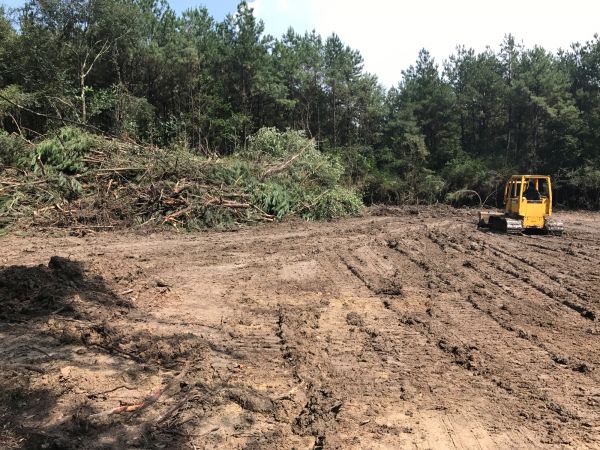 Cost of Thicket Clearing in Saint Johns